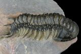 Bargain, Uncommon Crotalocephalus Trilobite - Atchana, Morocco #171517-3